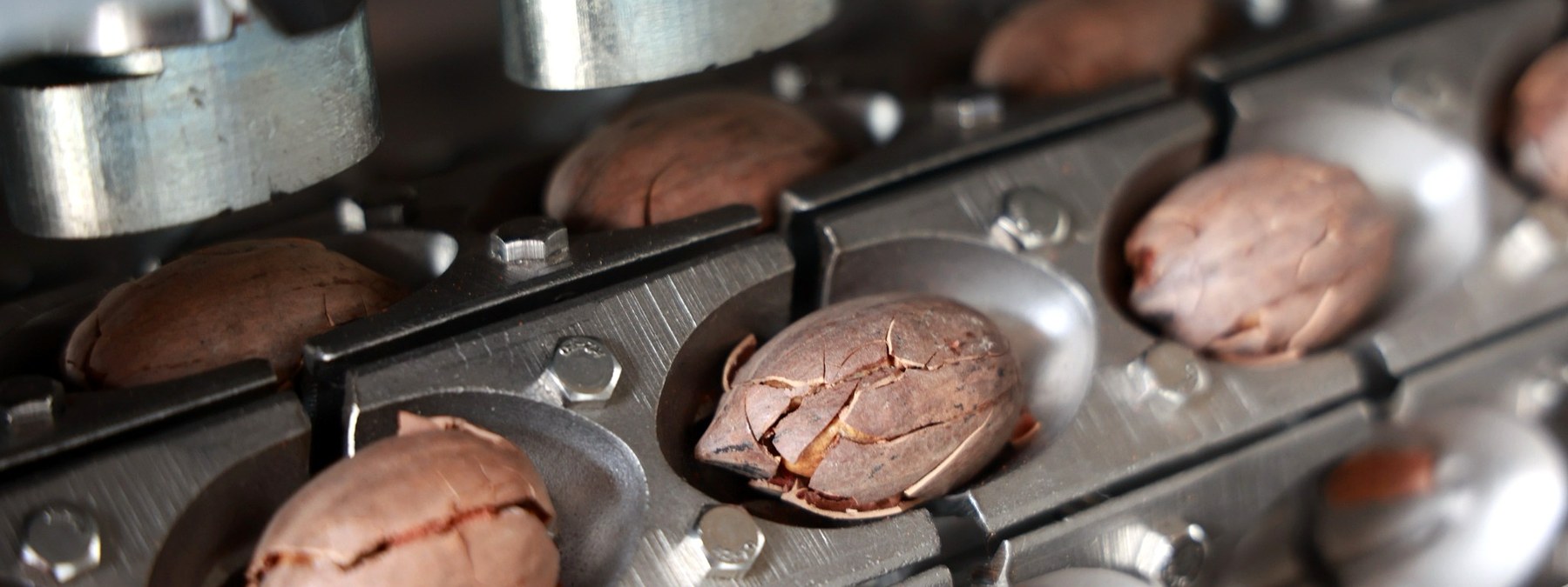 Motor-driven cracking heads opening in-shell pecans on a BGG cracker
